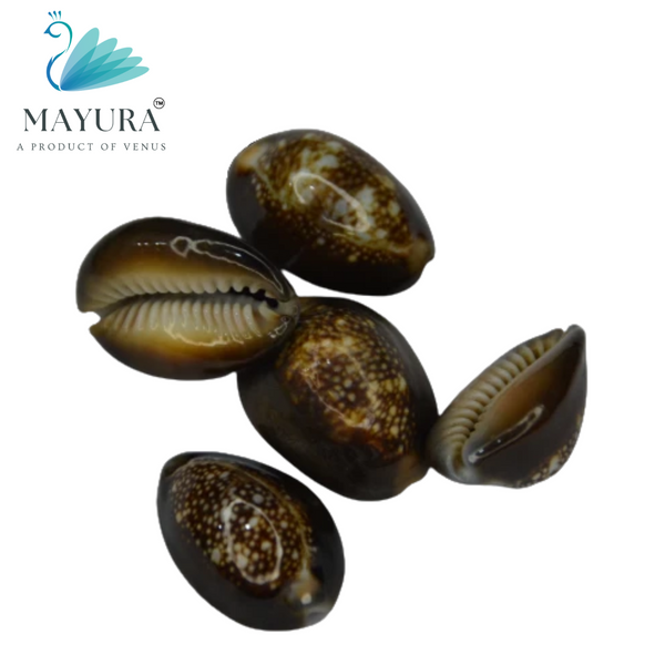 Buy Black Kawa Shells | Tiger Cowrie Shells at Mayura Spiritual Store